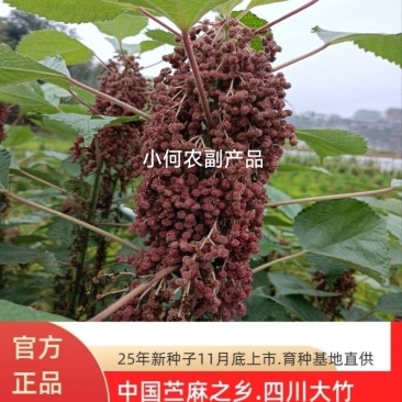 苎麻种子川苎麻16号