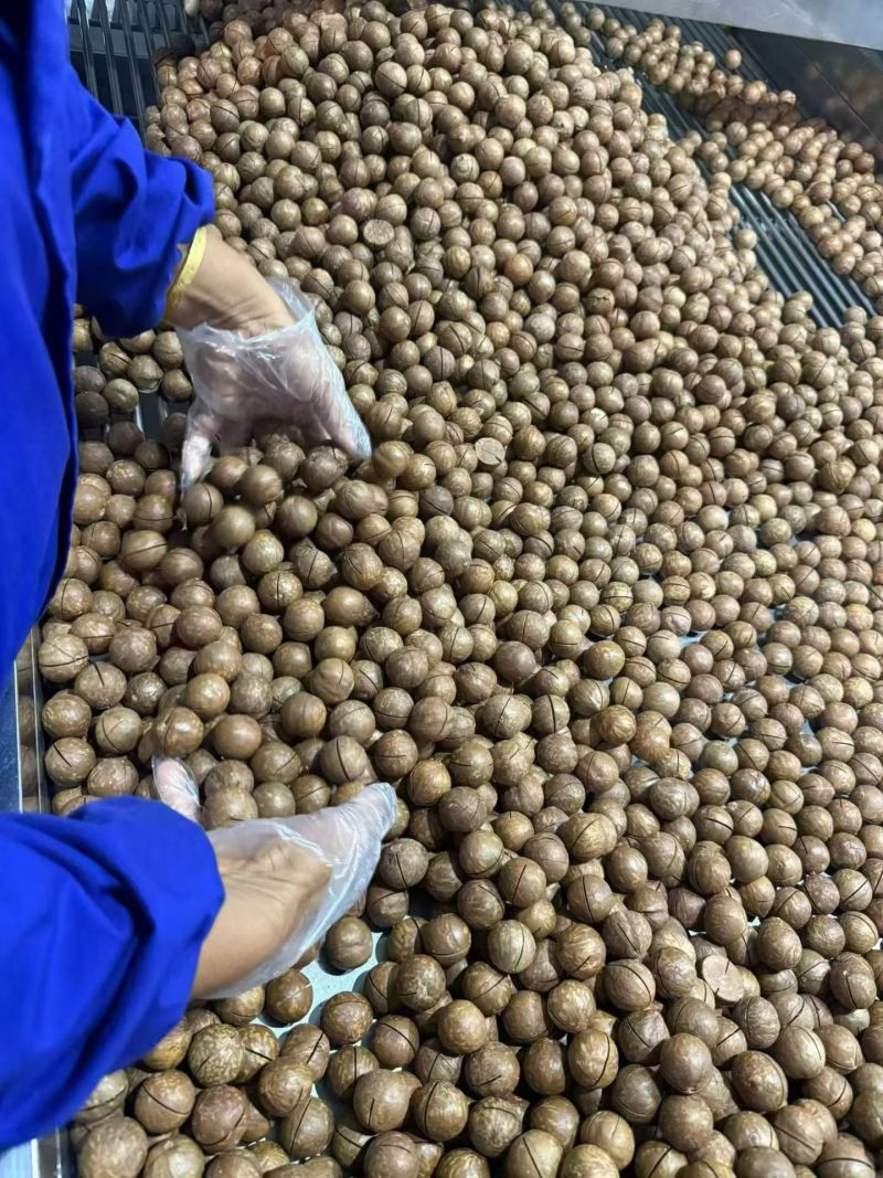 夏威夷果，电商一件代发！18-20起，全规格代发
