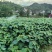 山桐子树苗现挖现发大小规格齐全欢迎电联咨询