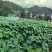山桐子树苗现挖现发大小规格齐全欢迎电联咨询
