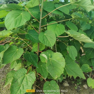 山桐子树苗现挖现发大小规格齐全欢迎电联咨询