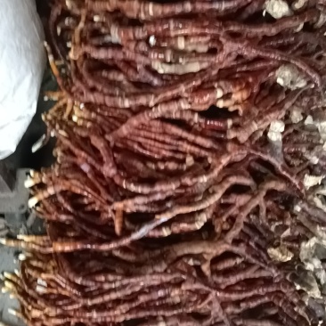 鹿茸菌灵芝