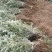 【实力】甘肃沙棘苗大量供应/防沙固土/优质苗木欢迎选购