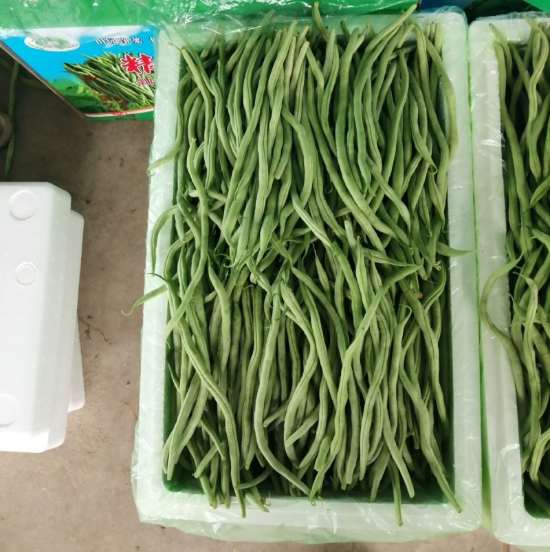 【精选】架豆王豆角&无筋豆/青豆角/基地直供/可全国发货