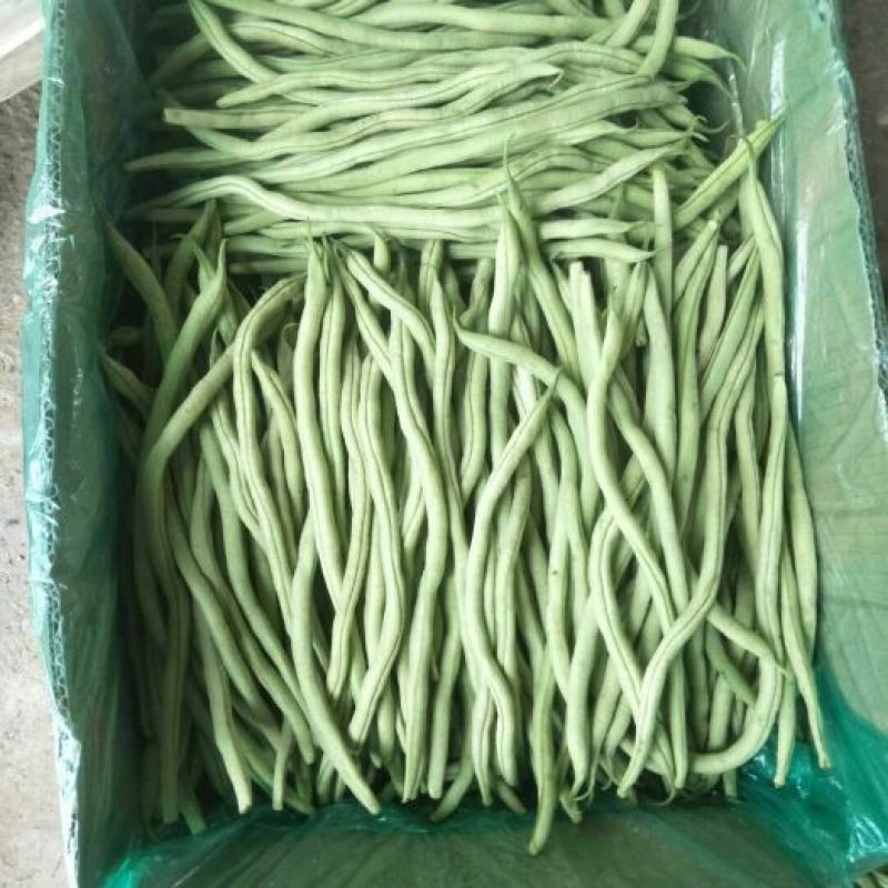 【精选】架豆王豆角&无筋豆/青豆角/基地直供/可全国发货