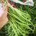 【精选】架豆王豆角&无筋豆/青豆角/基地直供/可全国发货