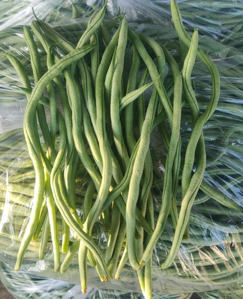 【精选】架豆王豆角&无筋豆/青豆角/基地直供/可全国发货