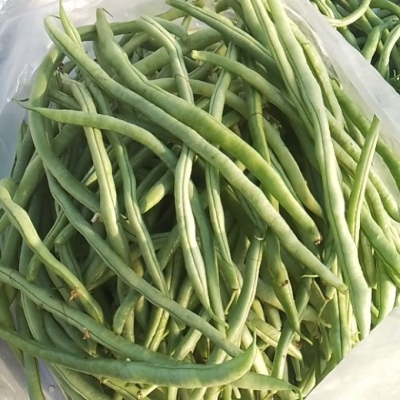 《架豆王豆角》青条豆角/辽宁新民产地直供/欢迎来电洽谈