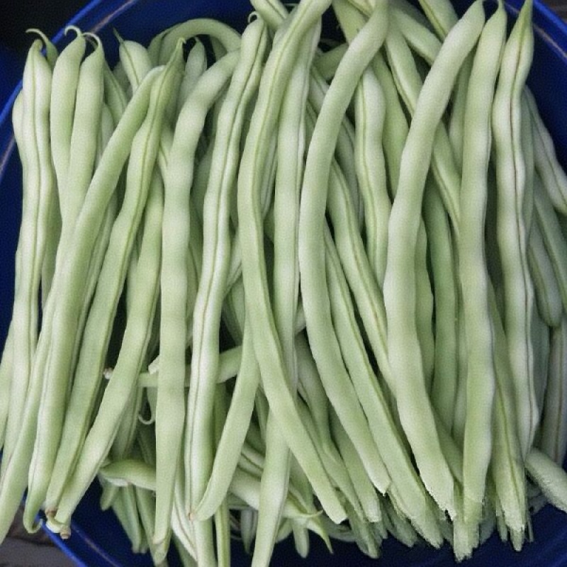 《架豆王豆角》青条豆角/辽宁新民产地直供/欢迎来电洽谈