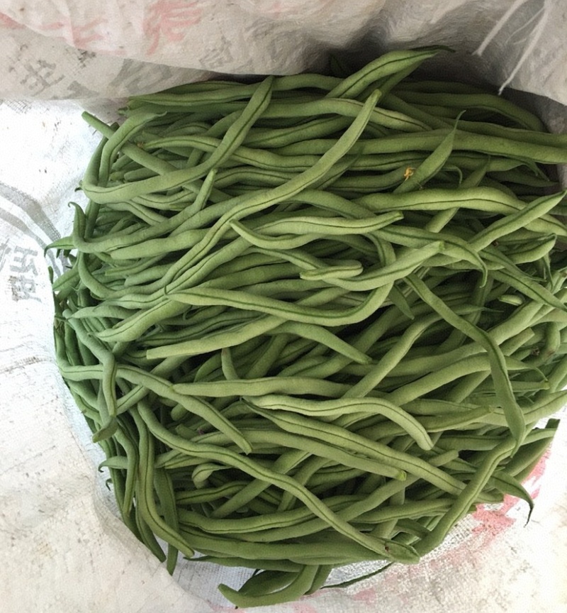 《架豆王豆角》青条豆角/辽宁新民产地直供/欢迎来电洽谈