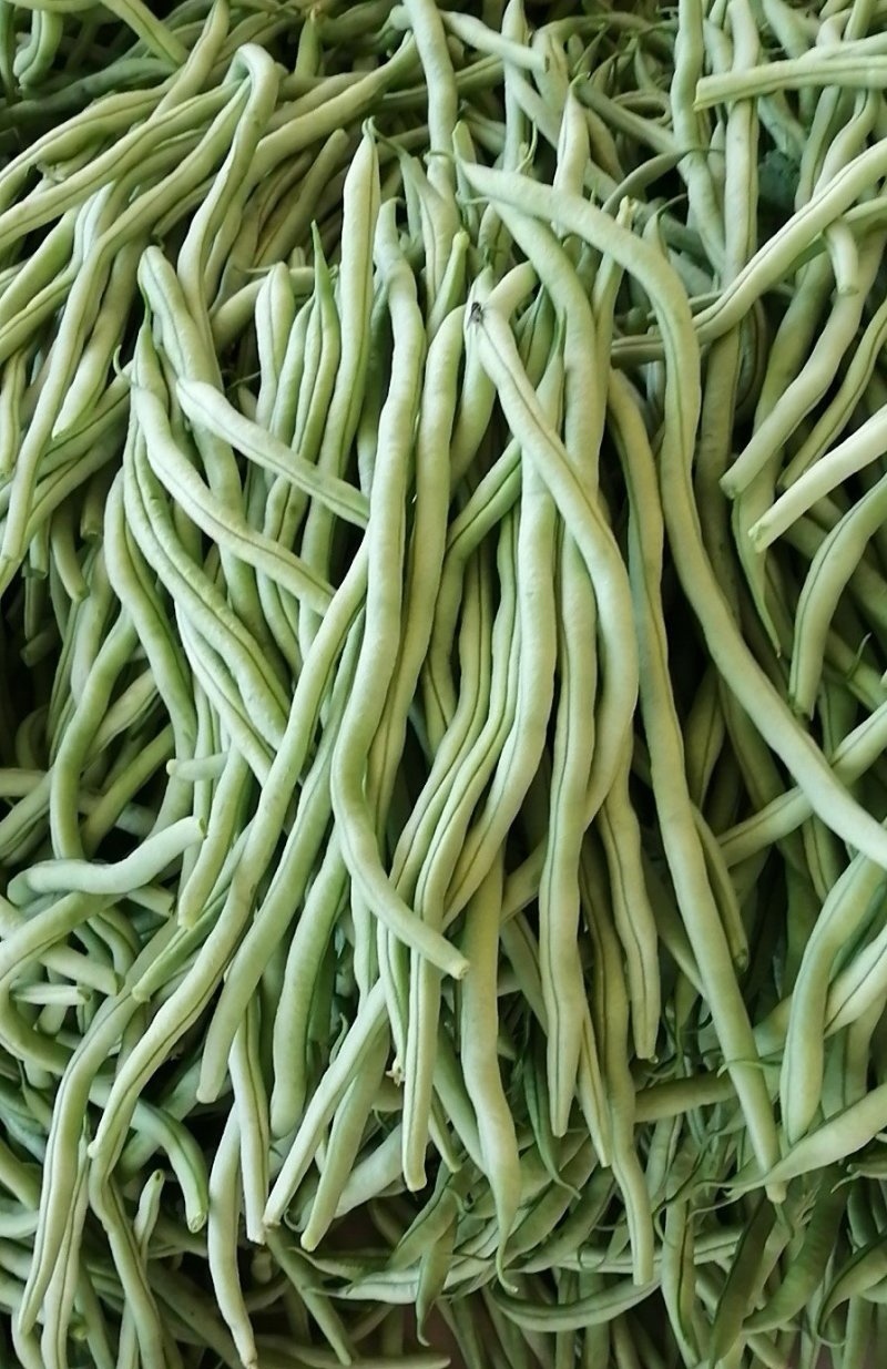 《架豆王豆角》青条豆角/辽宁新民产地直供/欢迎来电洽谈
