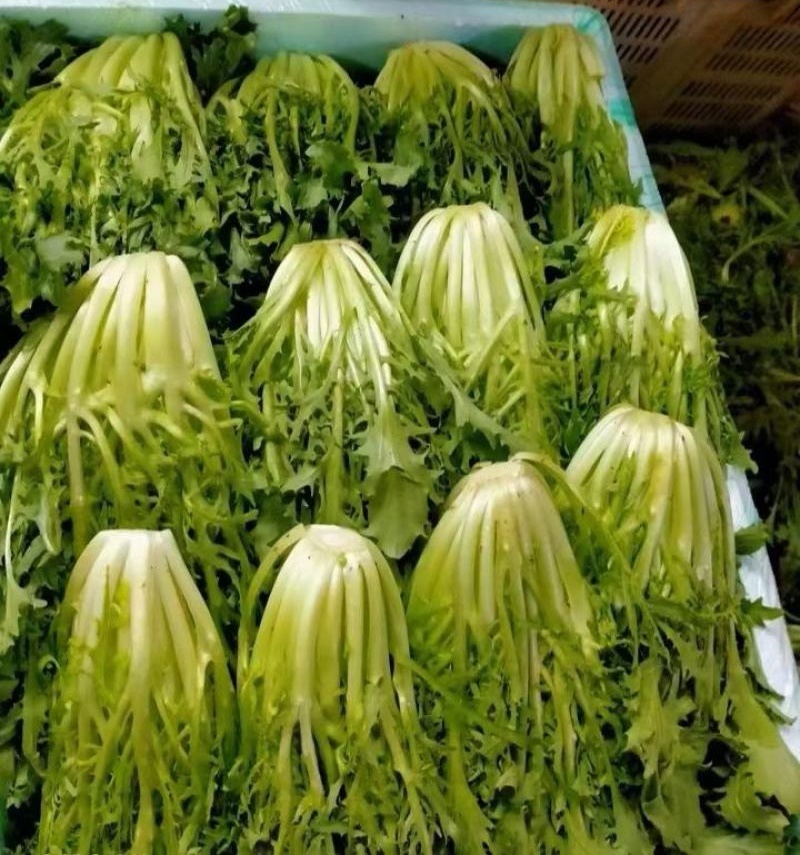 【苦菊】辽宁新民产地直供/现货量大/可全国发货/欢迎来电