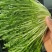 【苦菊】辽宁新民产地直供/现货量大/可全国发货/欢迎来电