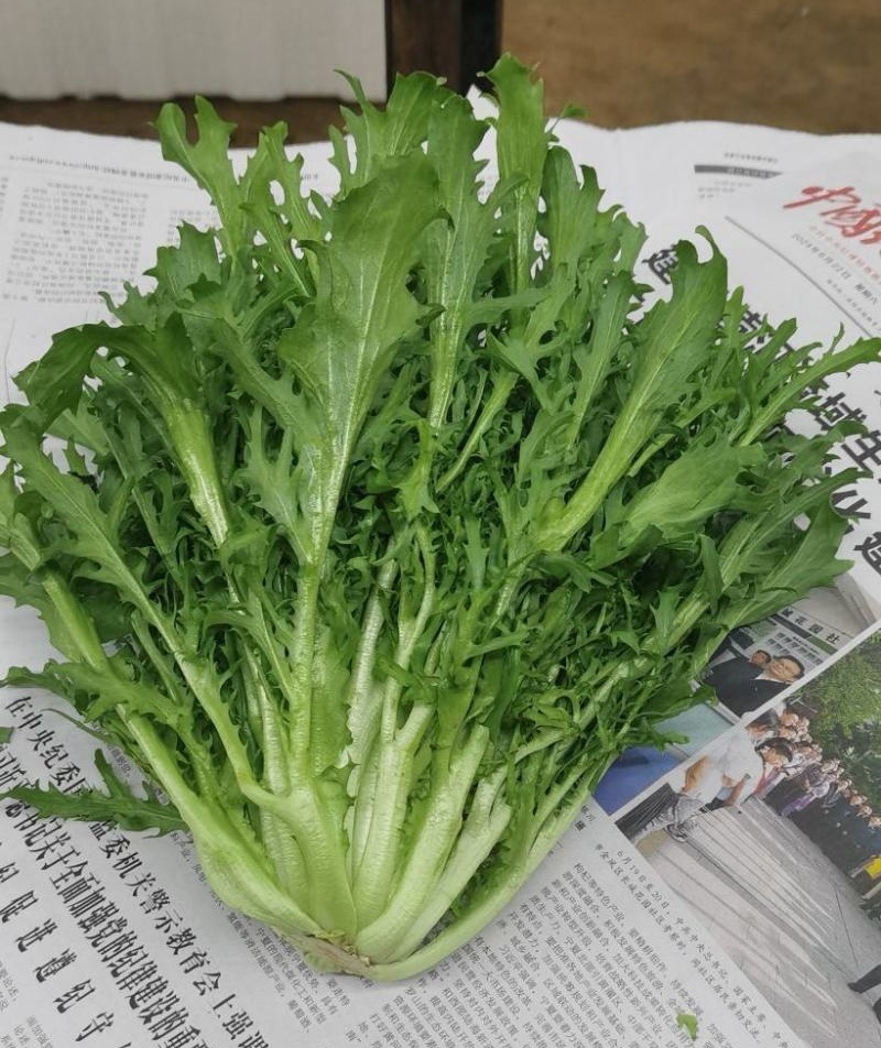 【苦菊】辽宁新民产地直供/现货量大/可全国发货/欢迎来电