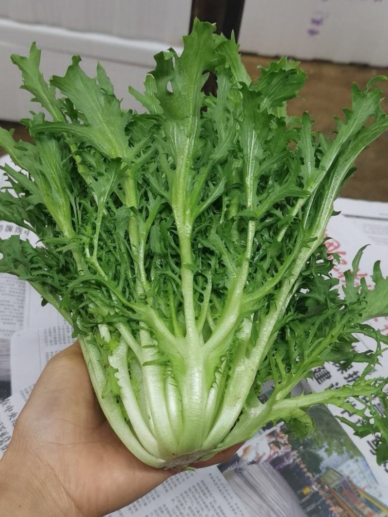 【苦菊】辽宁新民产地直供/现货量大/可全国发货/欢迎来电