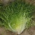 【苦菊】辽宁新民产地直供/现货量大/可全国发货/欢迎来电