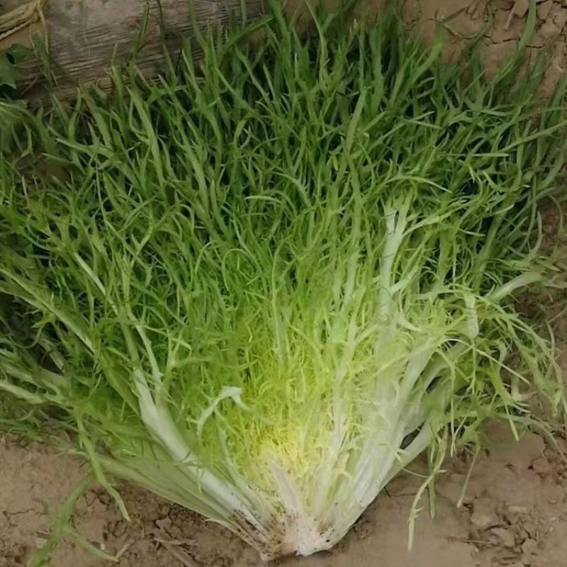 【苦菊】辽宁新民产地直供/现货量大/可全国发货/欢迎来电