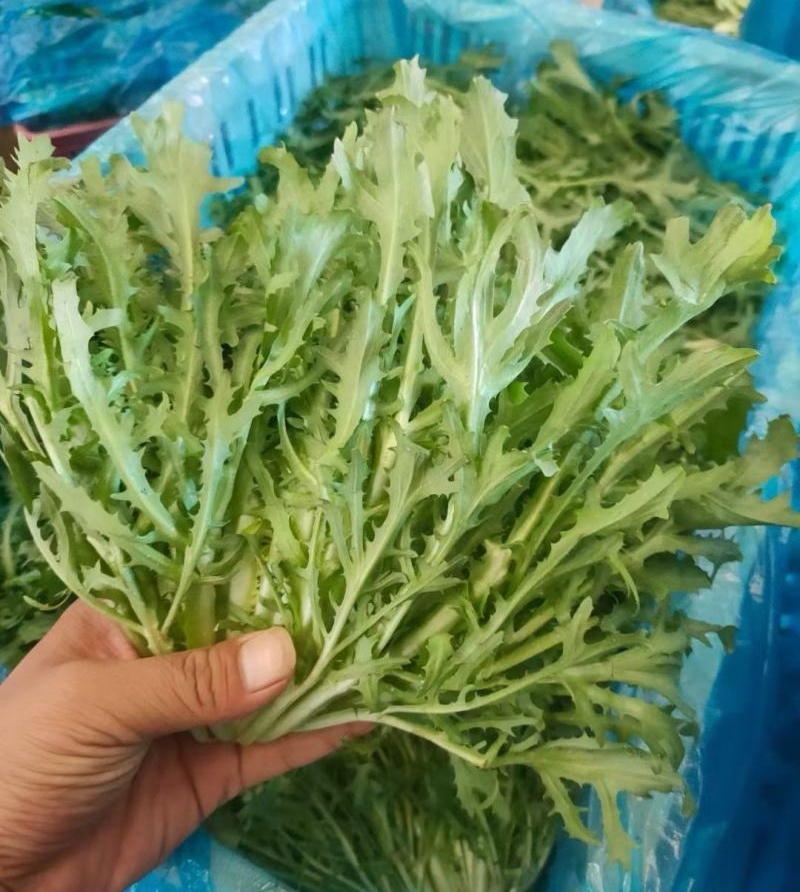 【苦菊】辽宁新民产地直供/现货量大/可全国发货/欢迎来电