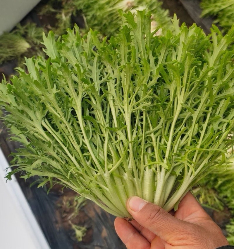 【苦菊】辽宁新民产地直供/现货量大/可全国发货/欢迎来电