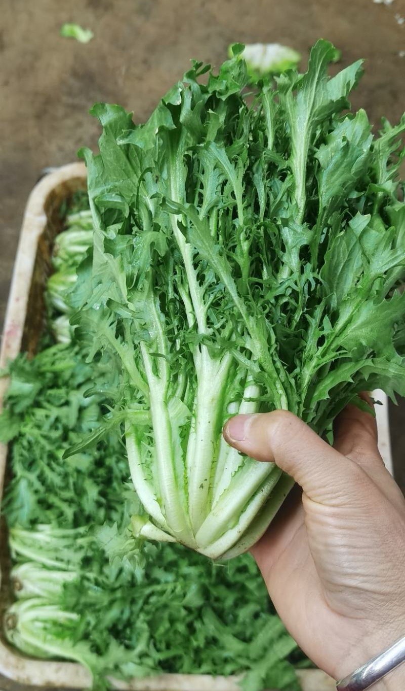 【苦菊】辽宁新民产地直供/现货量大/可全国发货/欢迎来电