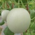 【玉菇甜瓜】海南玉菇甜瓜对接电商商超市场量大从优