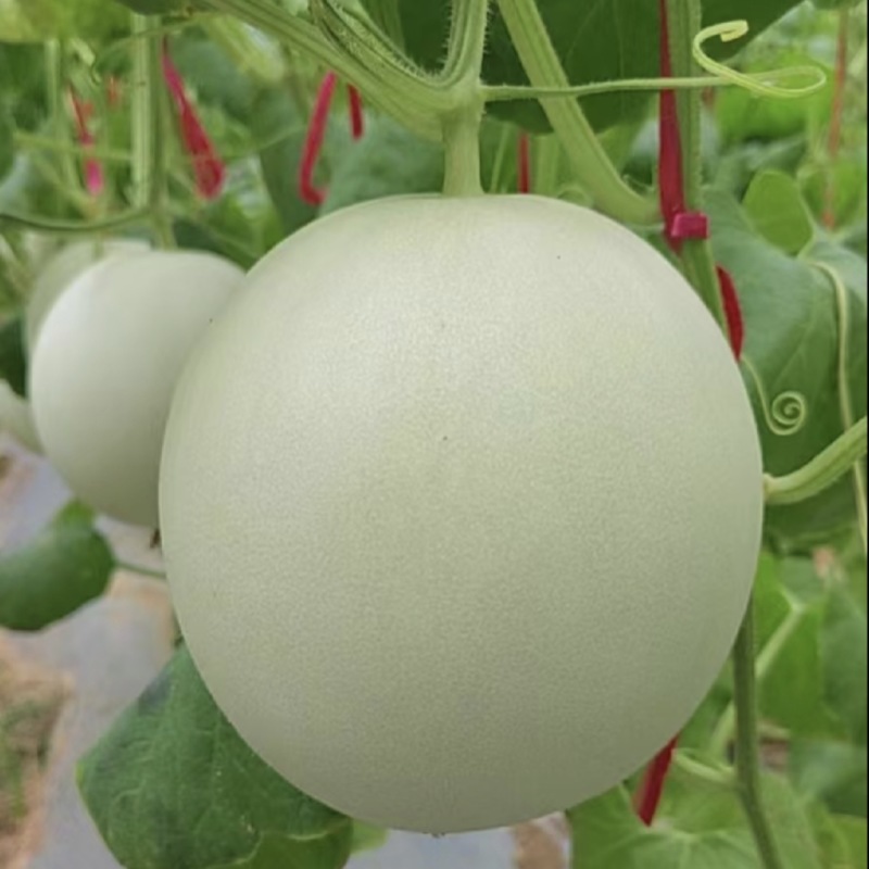 【玉菇甜瓜】海南玉菇甜瓜对接电商商超市场量大从优