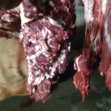 自家养殖，贵州烫皮牛肉。质量保证，整头牛脚，牛尾，牛内送