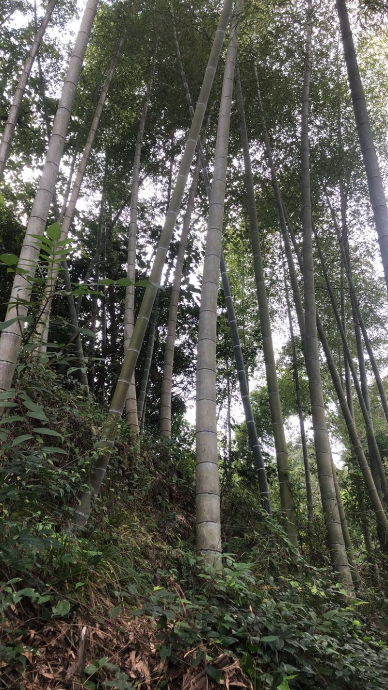 大量楠竹上市，各种尺寸都有，需提前下单预定，成信经营，