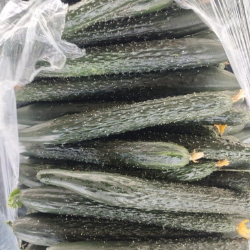 【腌黄瓜】莘县大量供应腌制黄瓜，量大价格从优，可视频看货