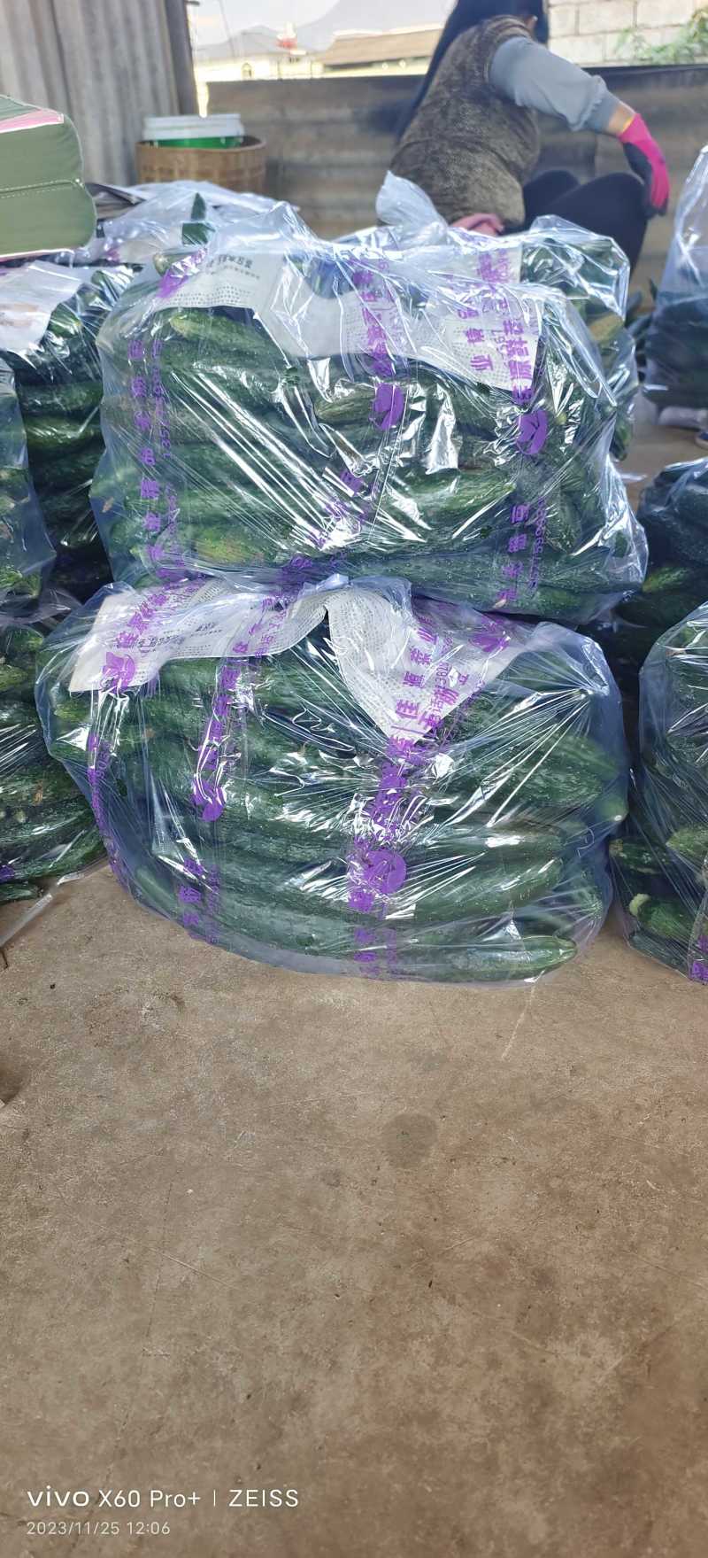 【腌黄瓜】莘县大量供应腌制黄瓜，量大价格从优，可视频看货
