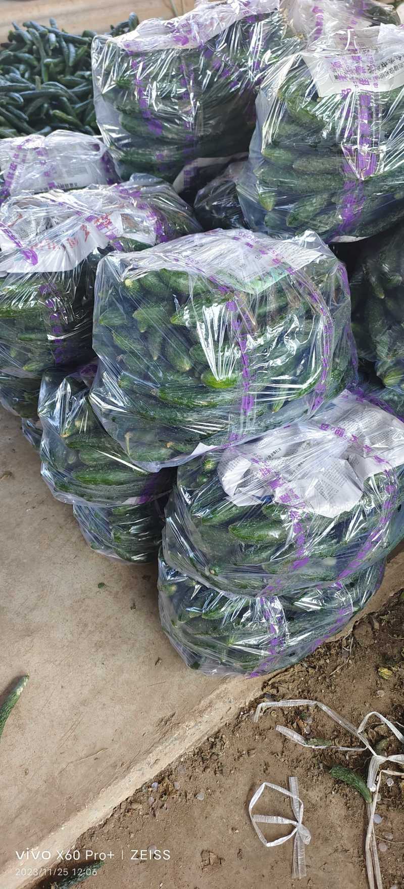 【腌黄瓜】莘县大量供应腌制黄瓜，量大价格从优，可视频看货