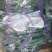 【腌黄瓜】莘县大量供应腌制黄瓜，量大价格从优，可视频看货