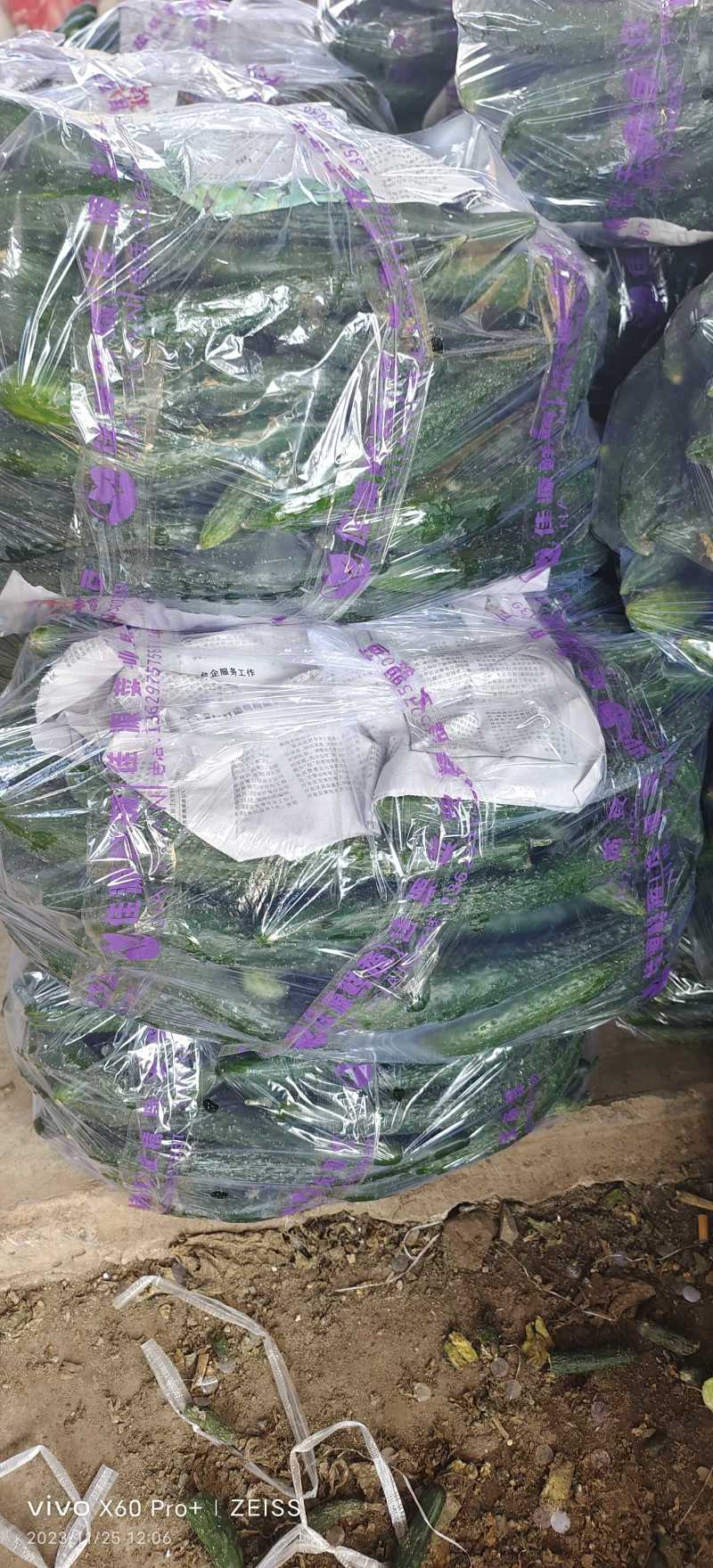 【腌黄瓜】莘县大量供应腌制黄瓜，量大价格从优，可视频看货