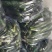 【腌黄瓜】莘县大量供应腌制黄瓜，量大价格从优，可视频看货