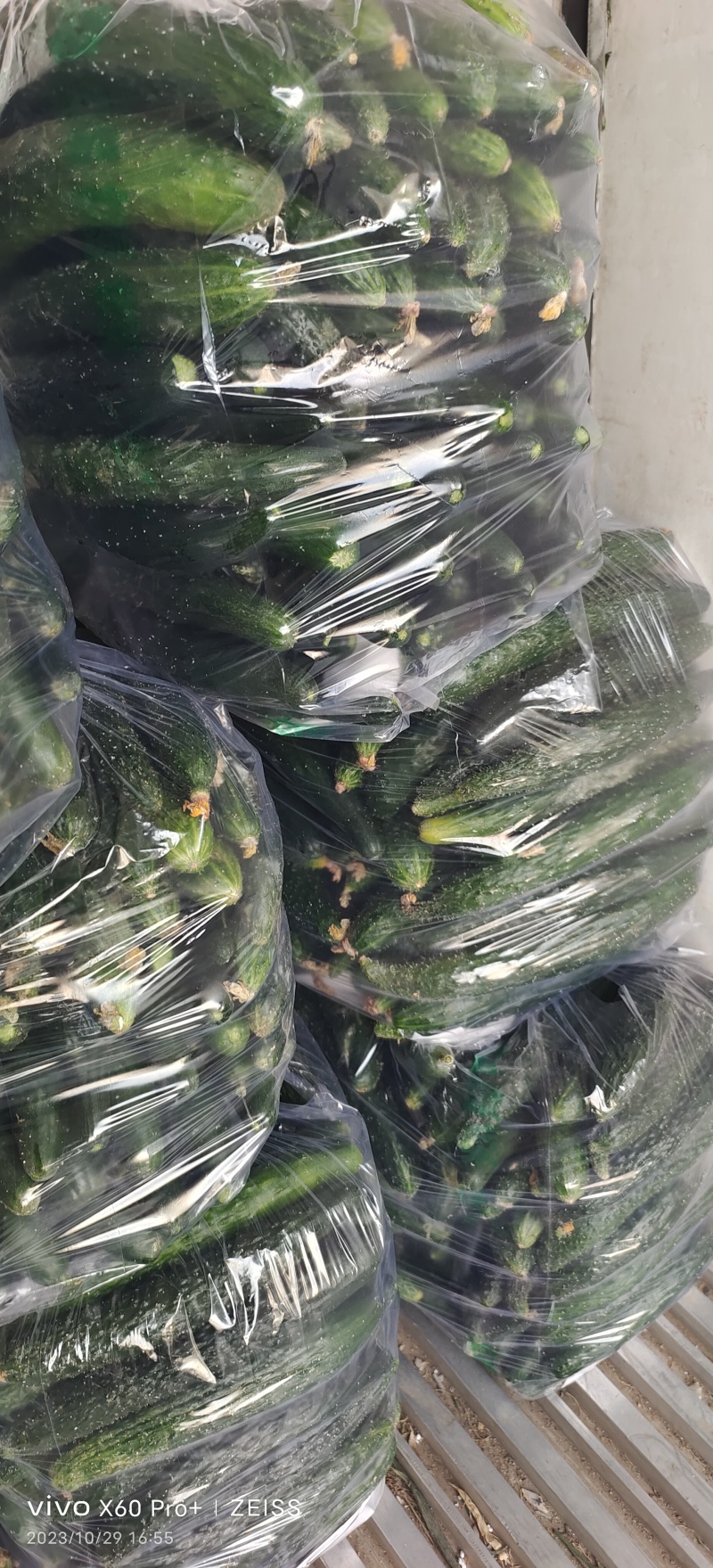 【腌黄瓜】莘县大量供应腌制黄瓜，量大价格从优，可视频看货
