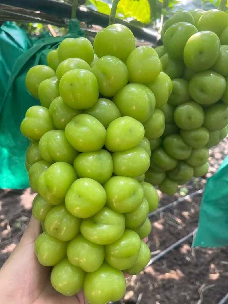 阳光玫瑰山东寿光入库货60亩价格3开头