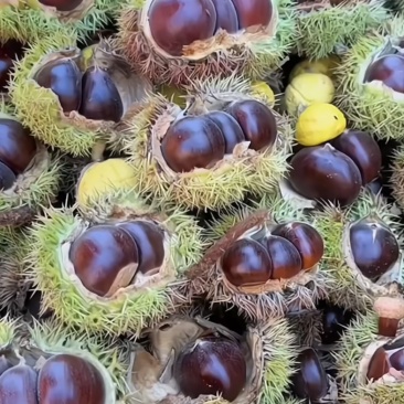 青龙板栗