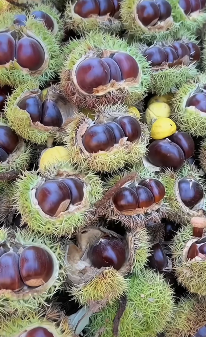 青龙板栗