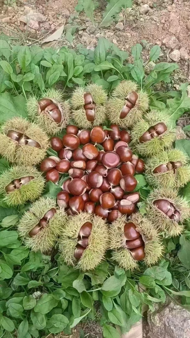 青龙板栗