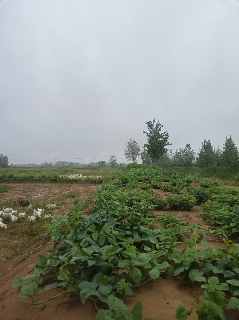 皖普鹅