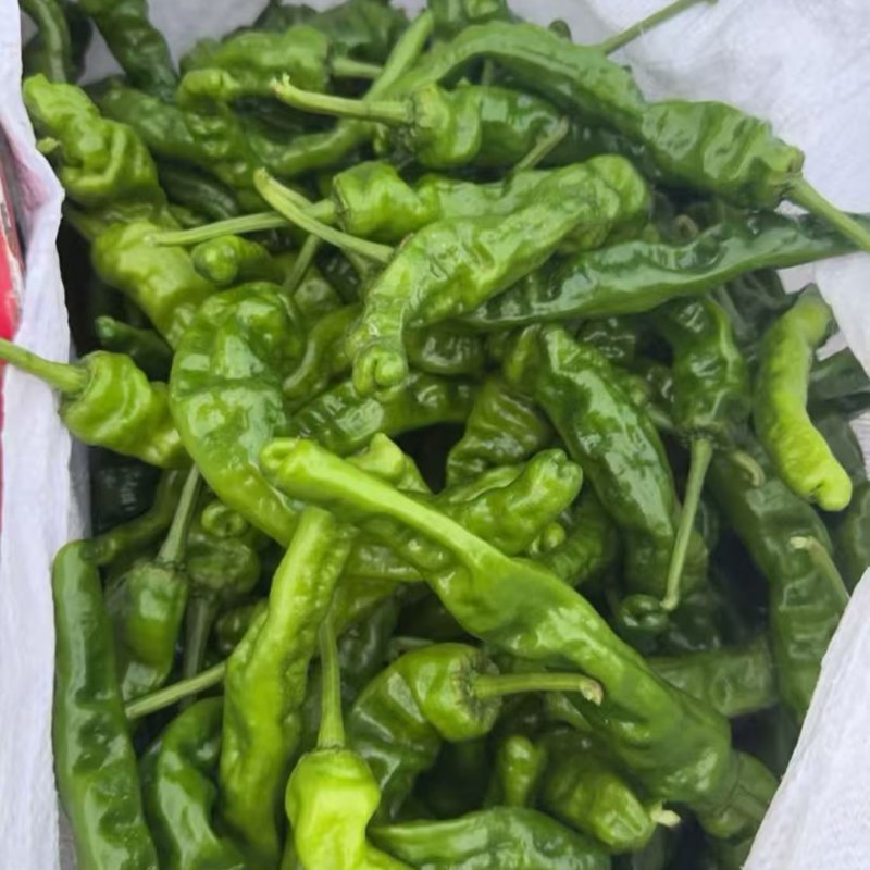 精品小皱皮辣椒大量上市，欢迎各位老板采购