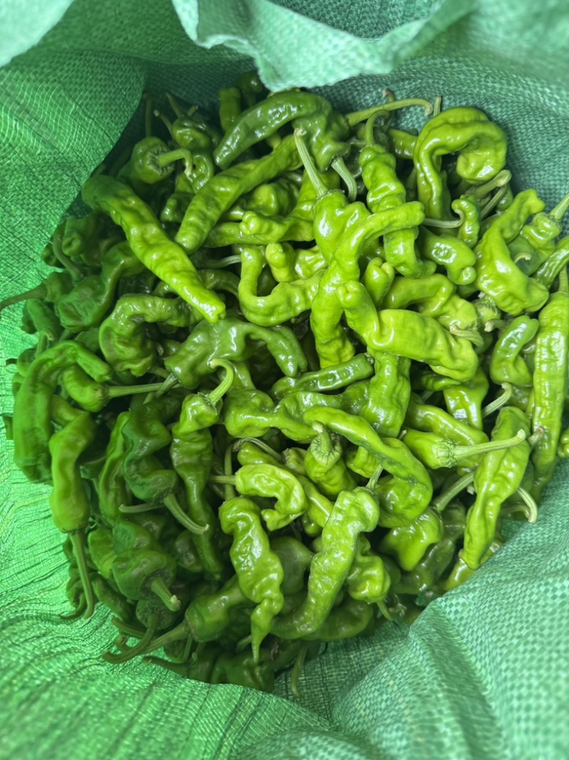 精品小皱皮辣椒大量上市，欢迎各位老板采购