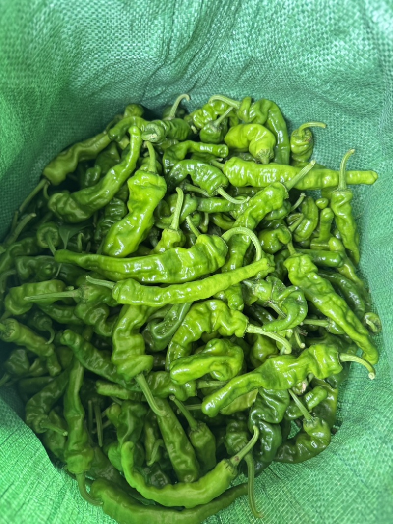 精品小皱皮辣椒大量上市，欢迎各位老板采购