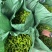 精品小皱皮辣椒大量上市，欢迎各位老板采购
