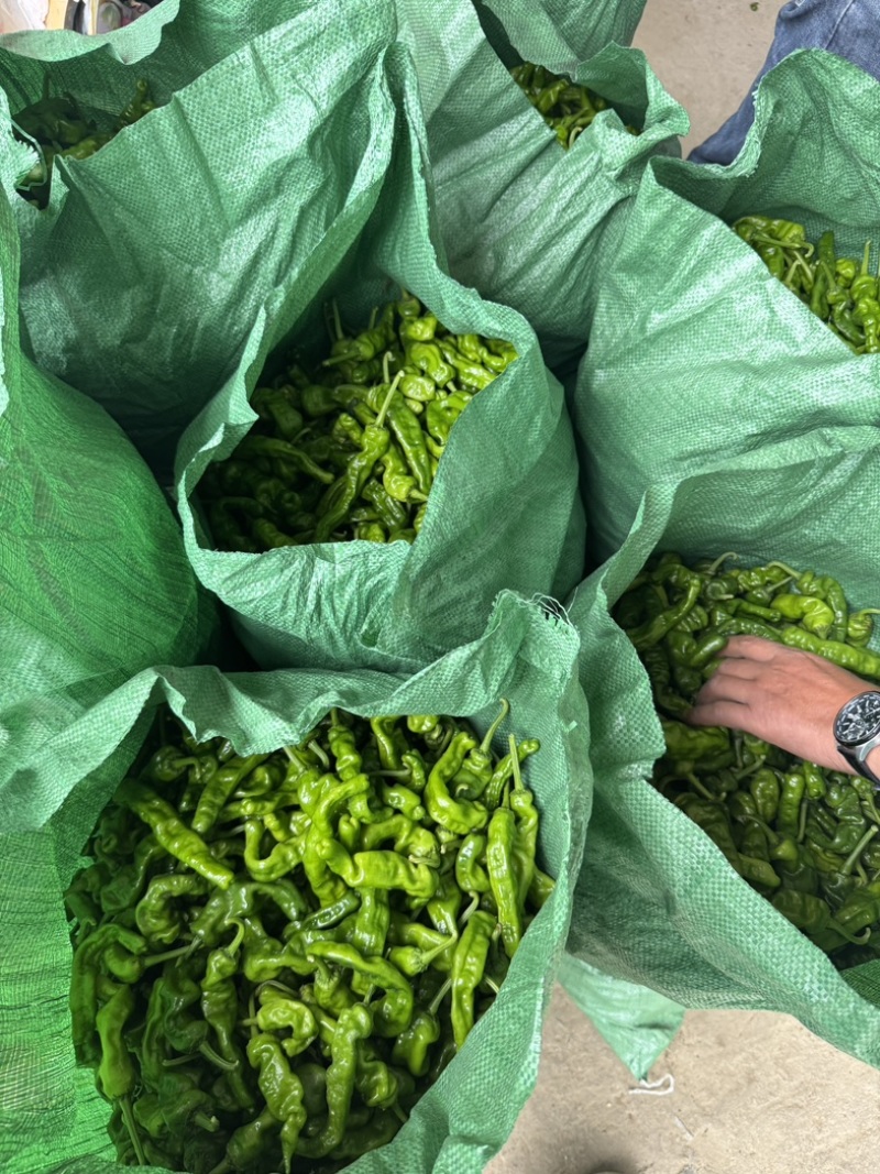 精品小皱皮辣椒大量上市，欢迎各位老板采购