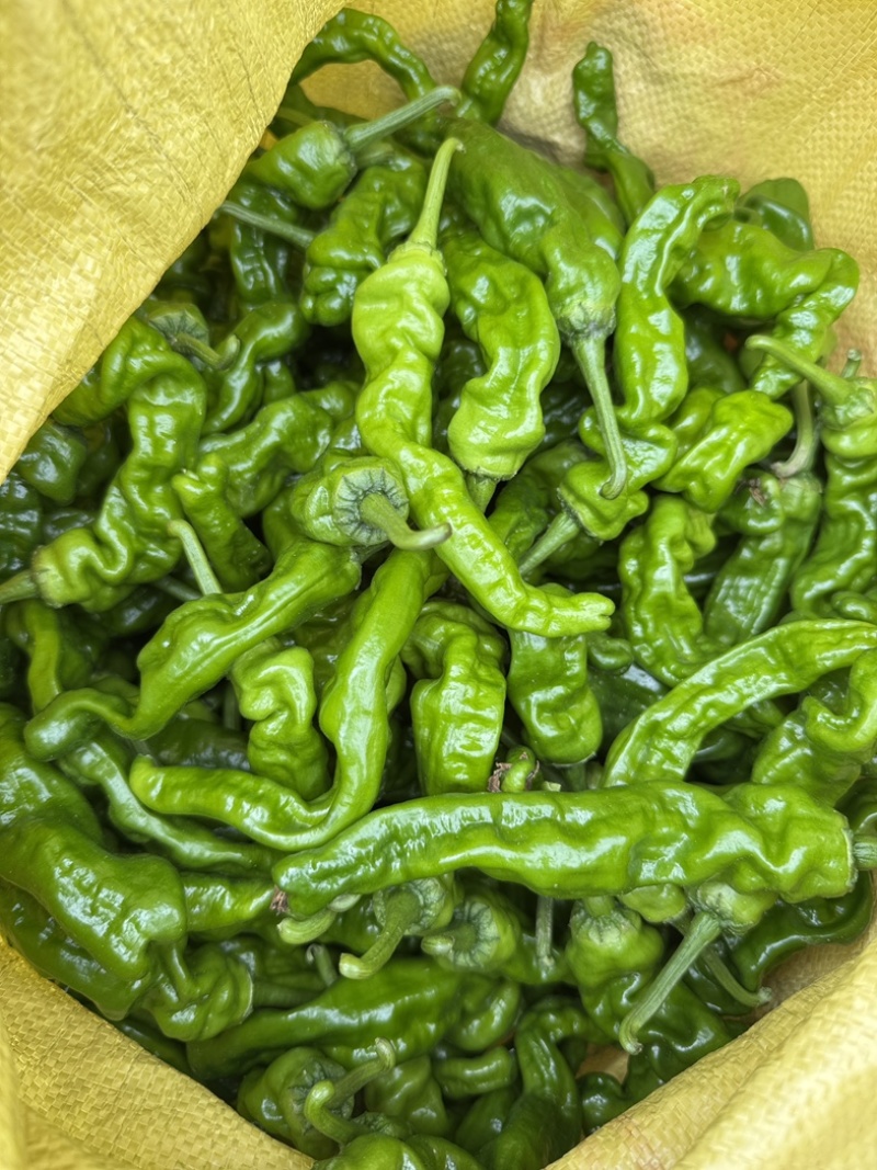 精品小皱皮辣椒大量上市，欢迎各位老板采购