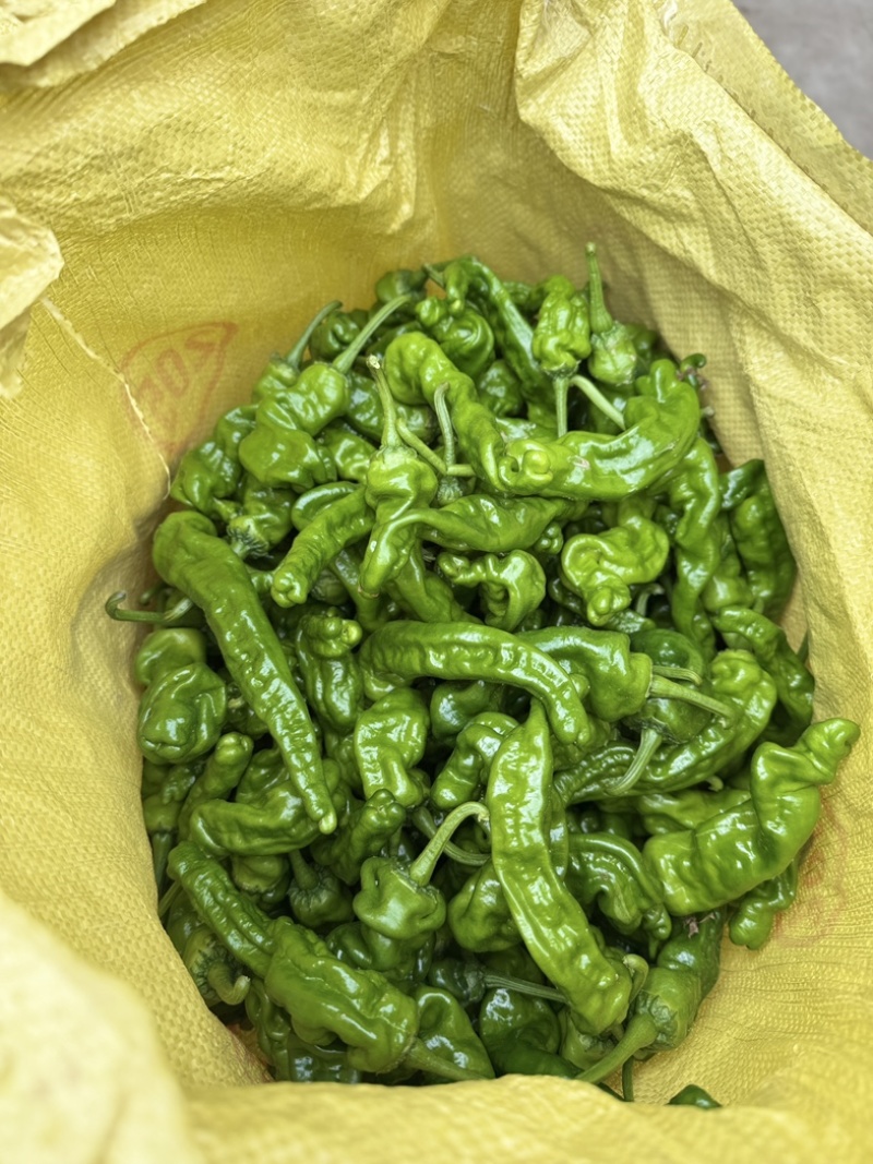 精品小皱皮辣椒大量上市，欢迎各位老板采购
