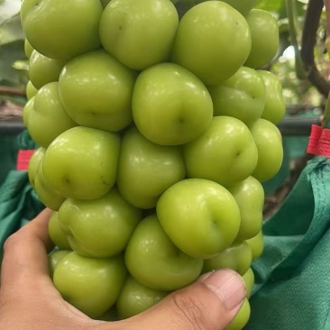 阳光玫瑰规格多数量多山东临沂1-3元