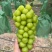 阳光玫瑰规格多数量多山东临沂1-3元