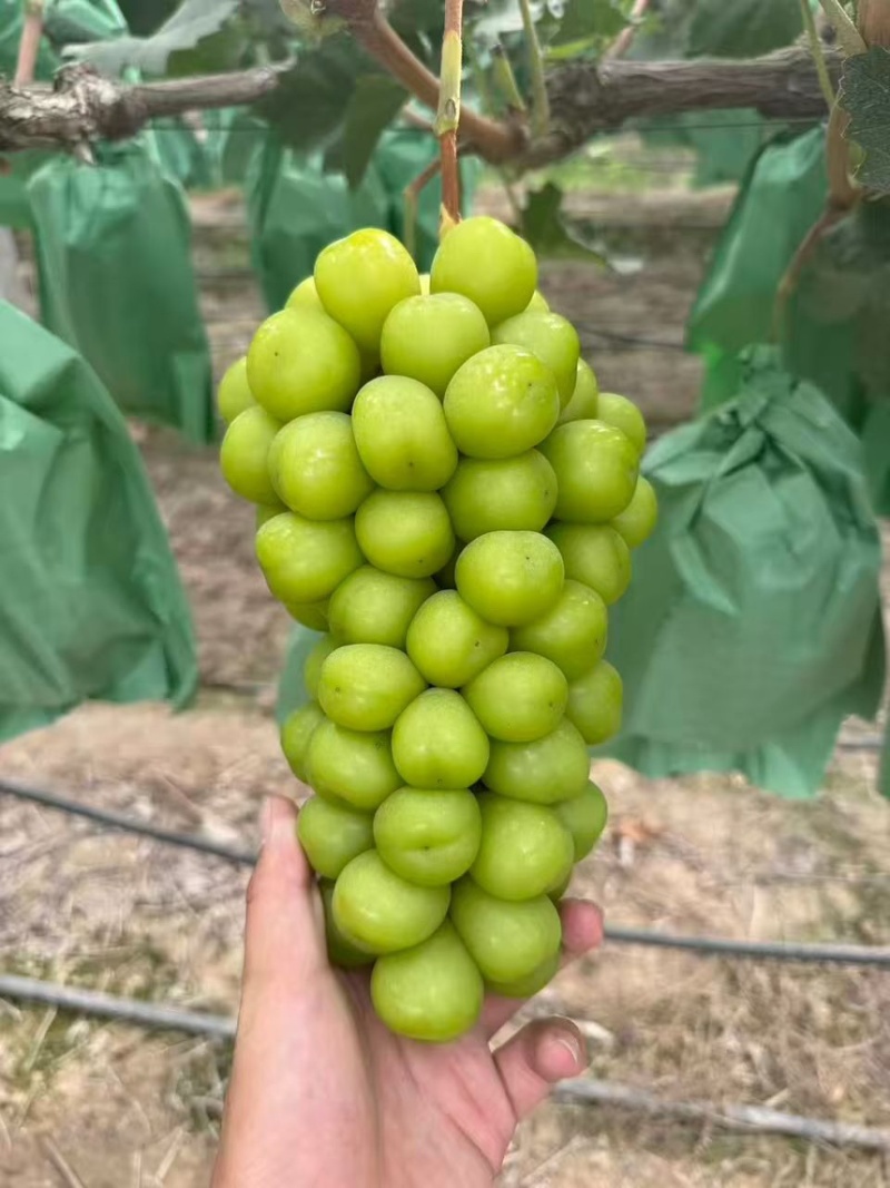 阳光玫瑰规格多数量多山东临沂1-3元